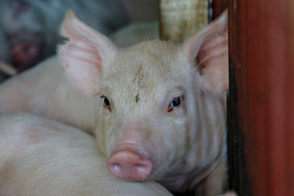 Exportações do agro paranaense cresceram 35,6% até novembro, acima da média nacional