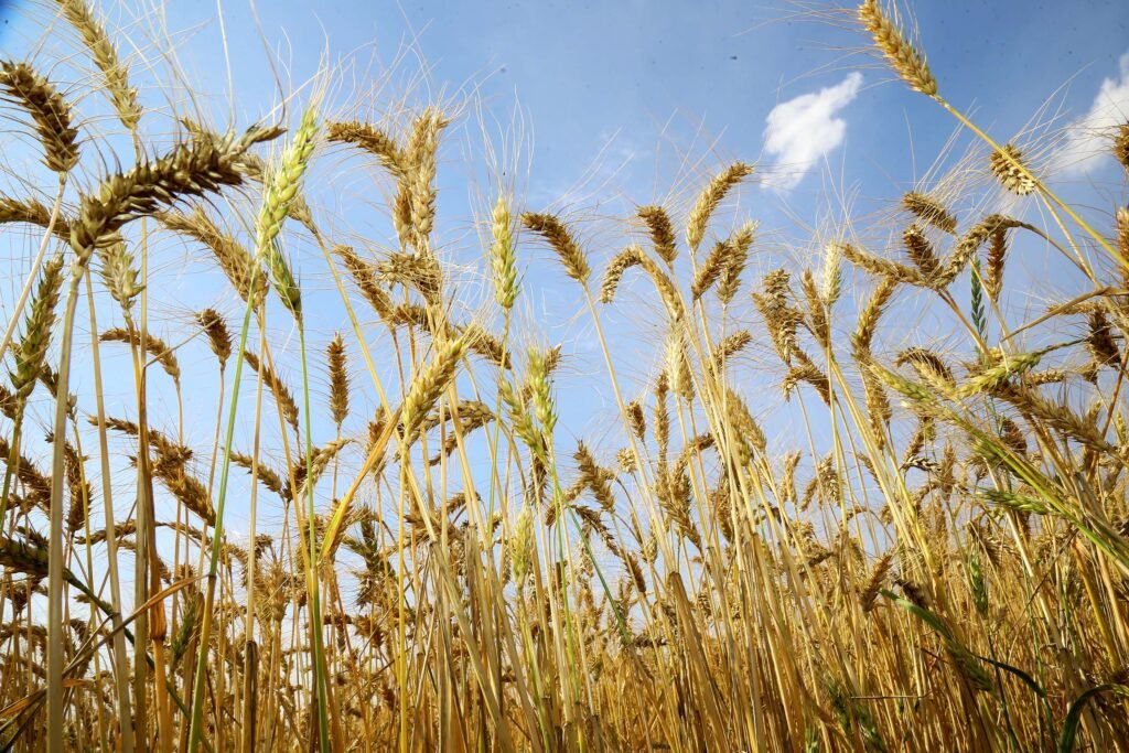 Exportações do agro paranaense cresceram 35,6% até novembro, acima da média nacional