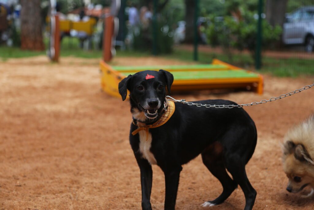 Bloco Pet vai cair na folia. Prefeitura realiza feirinha de adoção especial de Carnaval