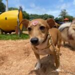 Bloco Pet vai cair na folia. Prefeitura realiza feirinha de adoção especial de Carnaval