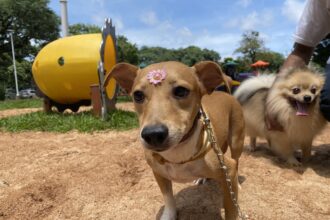 Bloco Pet vai cair na folia. Prefeitura realiza feirinha de adoção especial de Carnaval