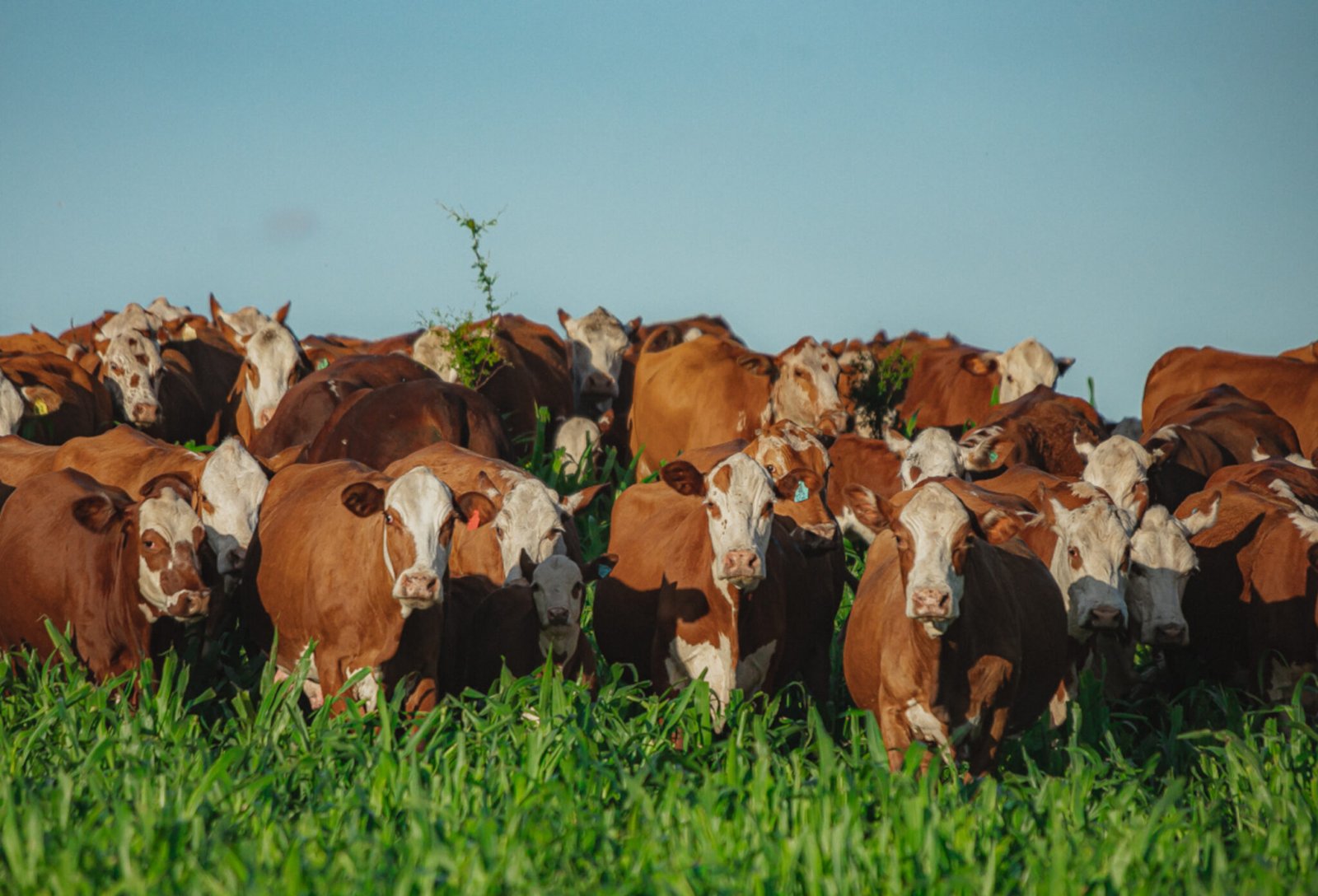 Rebanho - Crédito Gustavo Rafael Divulgação