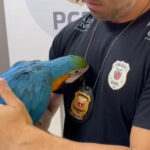 PCPR prende homem por tráfico de animais silvestres e resgata arara em Curitiba