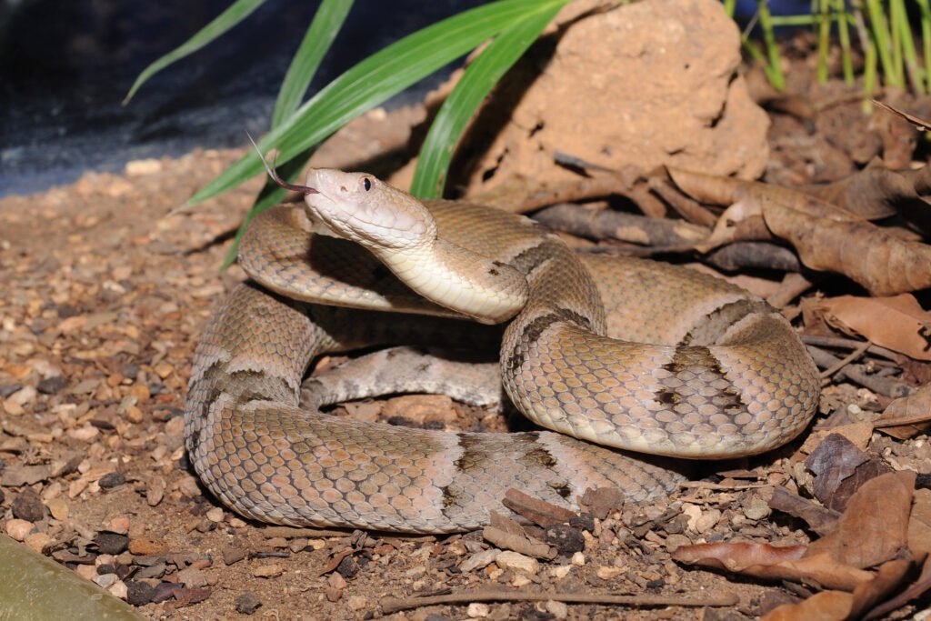 animais peçonhentos