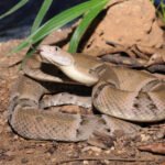 cuidados com animais peçonhentos