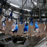 Exportações do Paraná. Indústria de frango