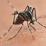 Dengue, mosquito Aedes aegypti