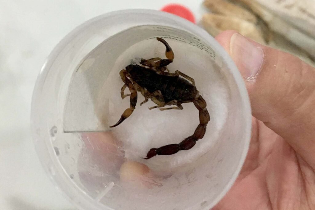 animais peçonhentos