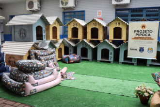 casinhas para cães resgatados das ruas