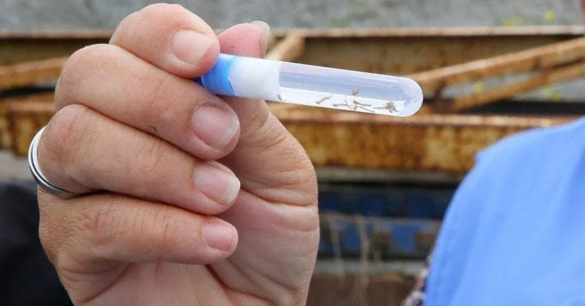 mobilização contra a dengue