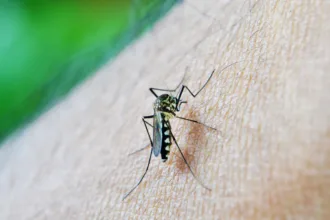 combate à dengue