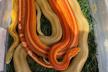 tráfico de animais silvestres