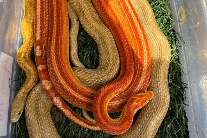 tráfico de animais silvestres