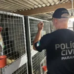 Polícia Civil do Paraná apreende 390 animais silvestres em megaoperação contra rede de tráfico internacional