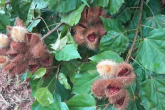 urucum