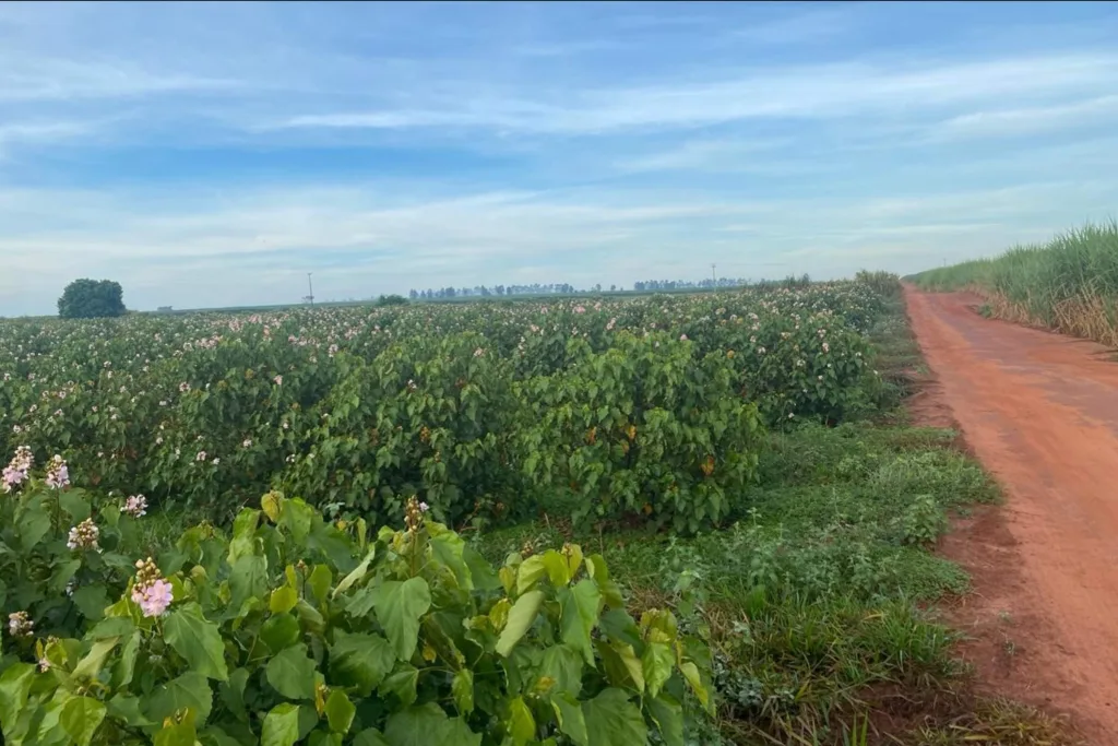 Lodo da Sanepar aumenta produtividade do urucum