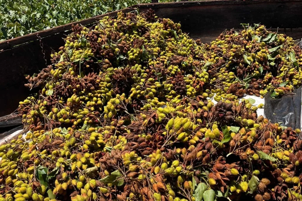 Lodo da Sanepar aumenta produtividade do urucum