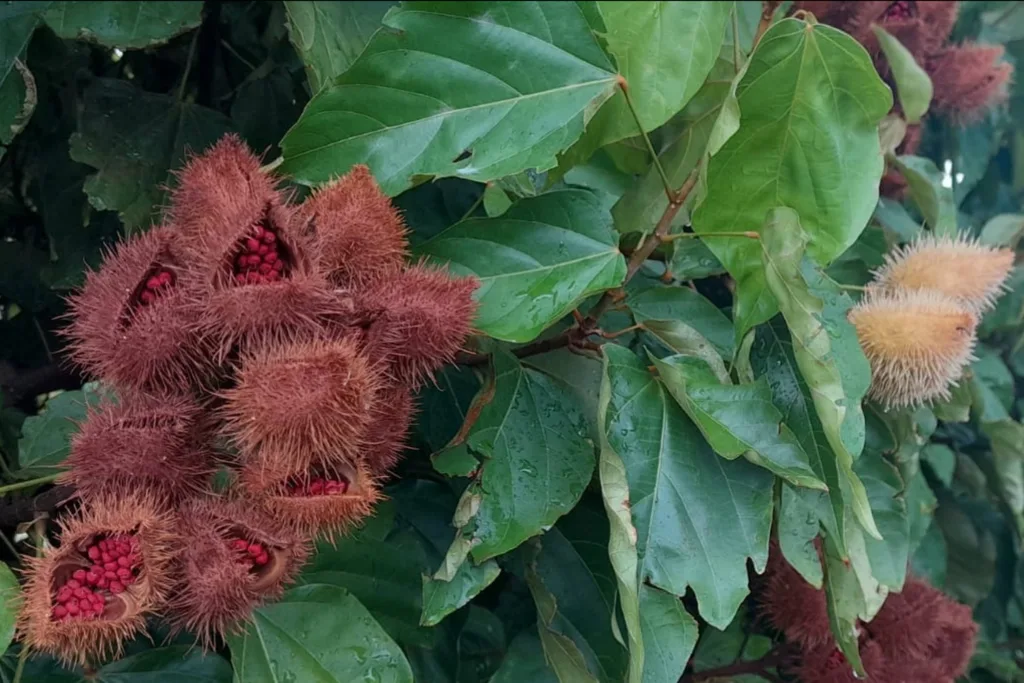 Lodo da Sanepar aumenta produtividade do urucum