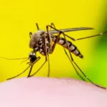 dengue