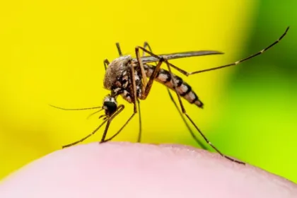 dengue