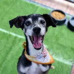 ações voltadas aos pets