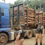 Policiais investigando caminhões com madeira