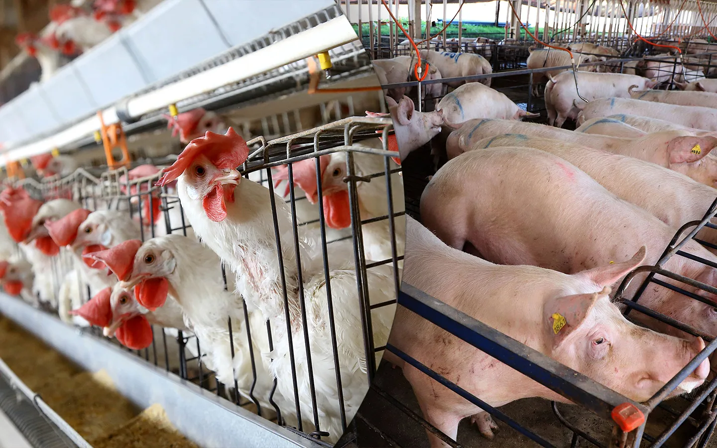 Campanha de Atualização dos Rebanhos