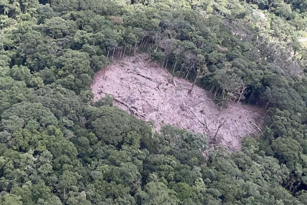 Paraná reduziu desmatamento em 78% em 2023, aponta Fundação SOS Mata Atlântica