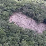 Paraná reduziu desmatamento em 78% em 2023, aponta Fundação SOS Mata Atlântica