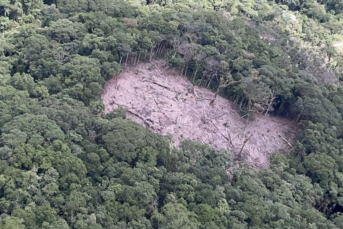 Paraná reduziu desmatamento em 78% em 2023, aponta Fundação SOS Mata Atlântica