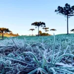Proteção das lavouras no Paraná: serviço Alerta Geada começa nesta terça-feira