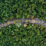 Meio ambiente, area verde, árvores de Maringá