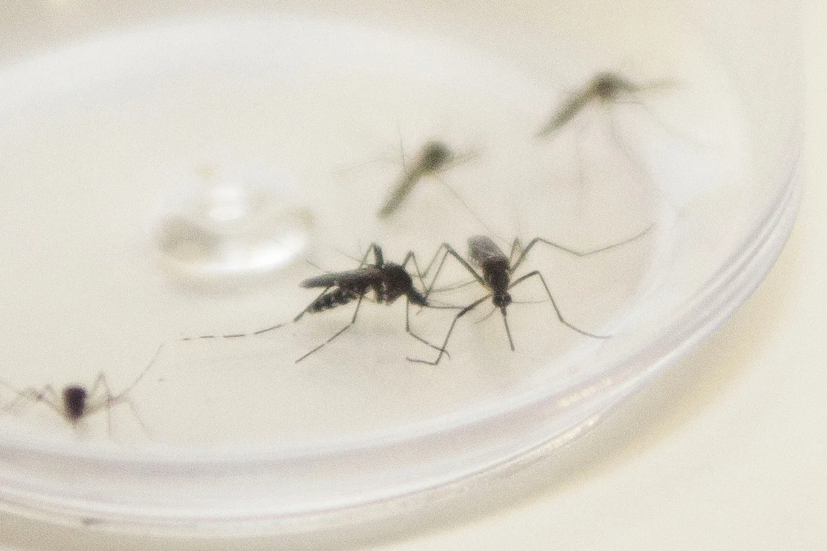 Mosquito Aedes aegypti.