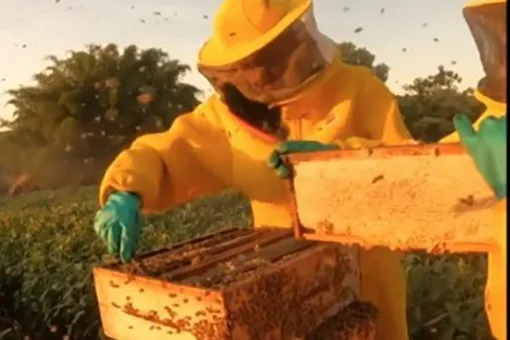 Com apoio do IDR-PR, abelhas produzem mel e aumentam produção de grãos no Noroeste Foto: IDR-PR