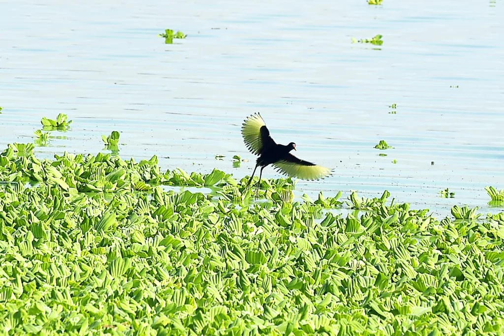 Resolução estabelece novas diretrizes e critérios para o enfrentamento da estiagem