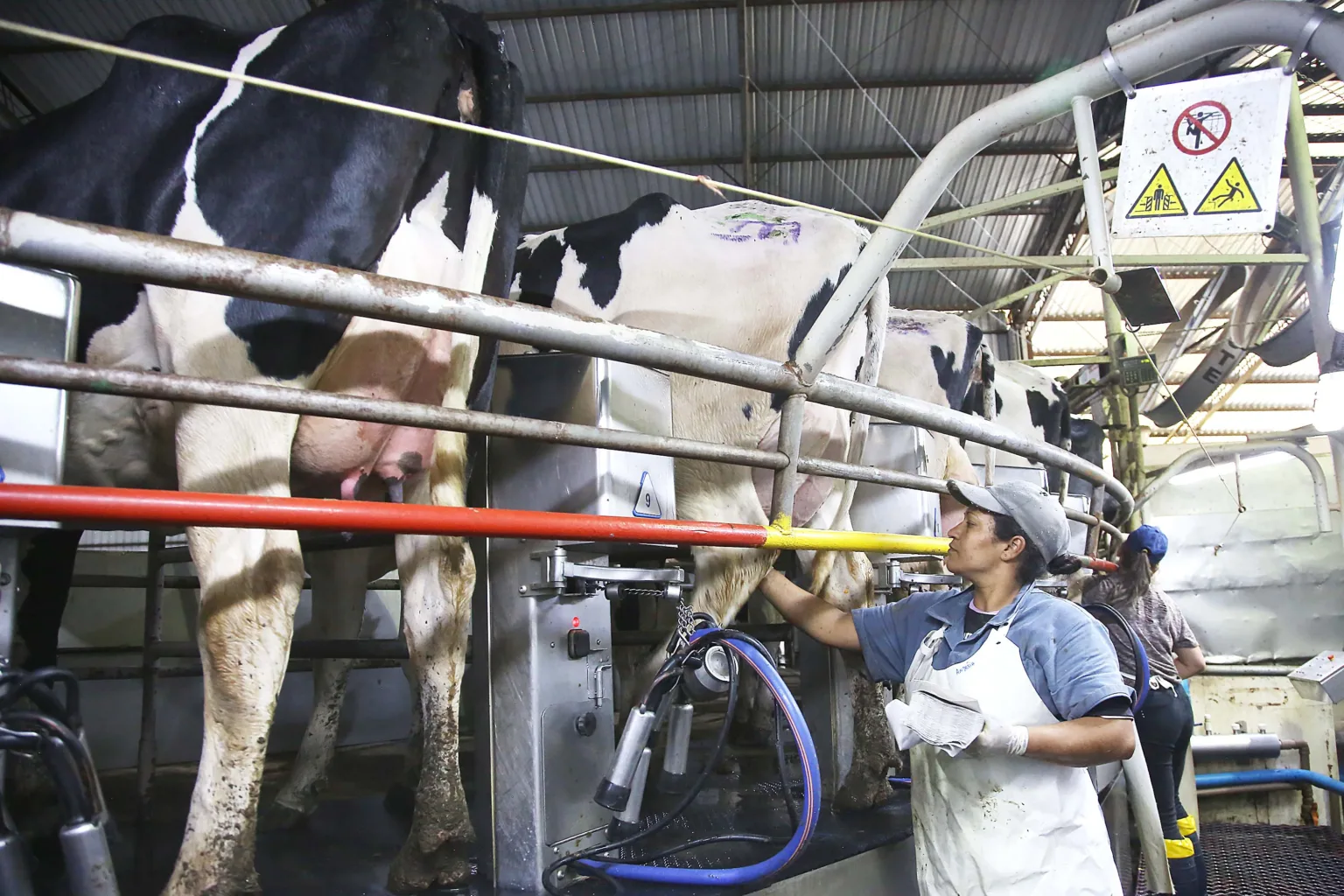 Industrialização e tecnologia no campo impulsionam a cadeia do leite no Paraná