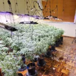 Pés de maconha