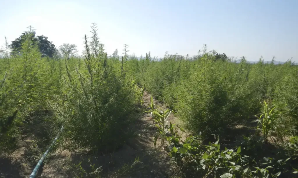 Plantação de Cannabis