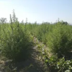 Plantação de Cannabis