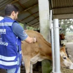 Os médicos veterinários do setor privado que atuam no Programa Estadual de Controle e Erradicação da Brucelose e Tuberculose (PECEBT), coordenado pela Agência de Defesa Agropecuária do Paraná (Adapar), devem fazer o recadastramento neste mês de novembro.