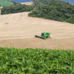 safra de feijão tem aumento de 55% de área plantada no Paraná
