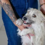 Policiais civis adotam cachorrinha que "pediu ajuda" para salvar os filhotes