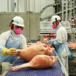 Indústrias de suínos do Paraná geraram mais de 4 mil novos empregos no ano passado