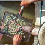 No Paraná, nova fase do projeto Rio Vivo começa com a soltura de 100 mil peixes no Rio Ivaí