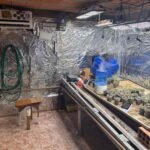 PCPR desmantela esquema para a produção de maconha em Piraquara Foto: PCPR