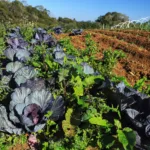 Projeto Renda Agricultor Familiar passa a atender 10 mil pessoas no Paraná