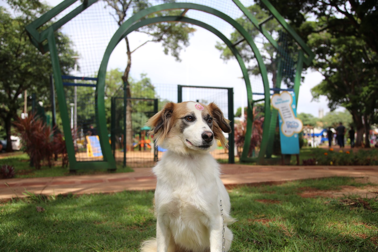 A castração é destinada para cães e gatos saudáveis, machos e fêmeas, entre seis meses e oito anos de idade (Crédito: Rafael Macri / PMM)