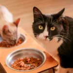 A castração é destinada para cães e gatos saudáveis, machos e fêmeas, entre seis meses e oito anos de idade. (Crédito: Rafael Macri / PMM)