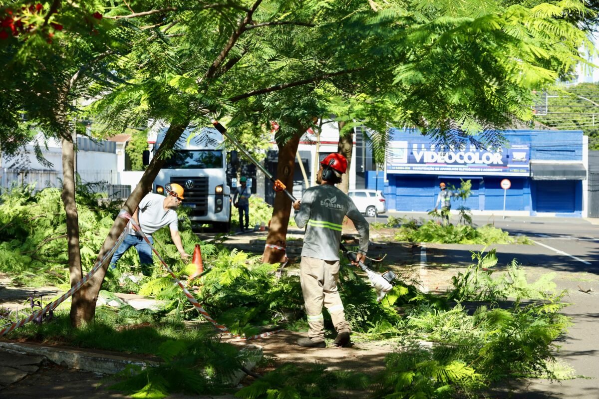 manutenção da arborização