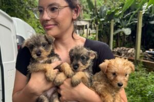 Polícia Civil resgata mais de 130 cães vítimas de maus-tratos e prende mulher em Bocaiúva do Sul